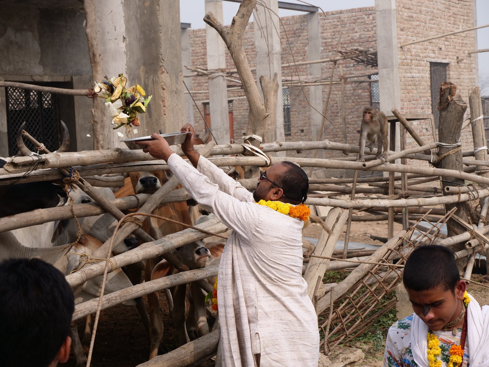  183 Gopashtami Radha kunda Govardhan 19.11.04